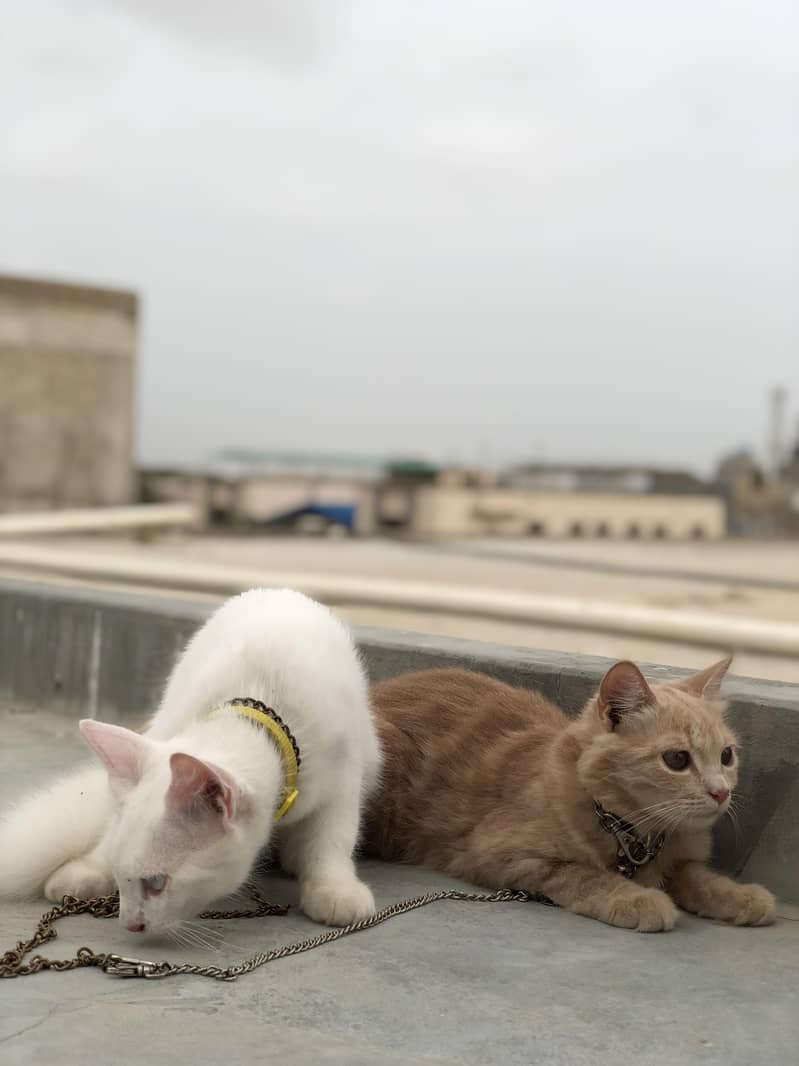 Persian Cats | Persian kittens | white cat | brown cat  | cat pair 6