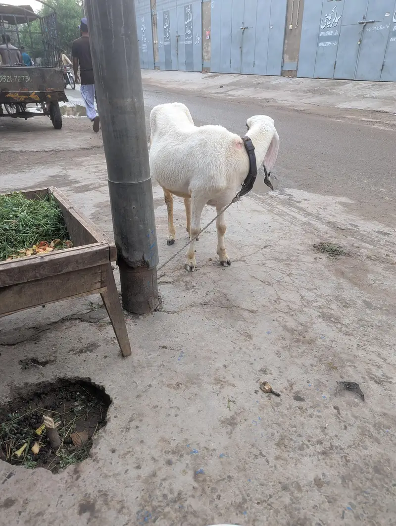 کجھلی بھیڑ ہیں کھیری ہیں اور کراس ہیں 03709864400 — photo 3