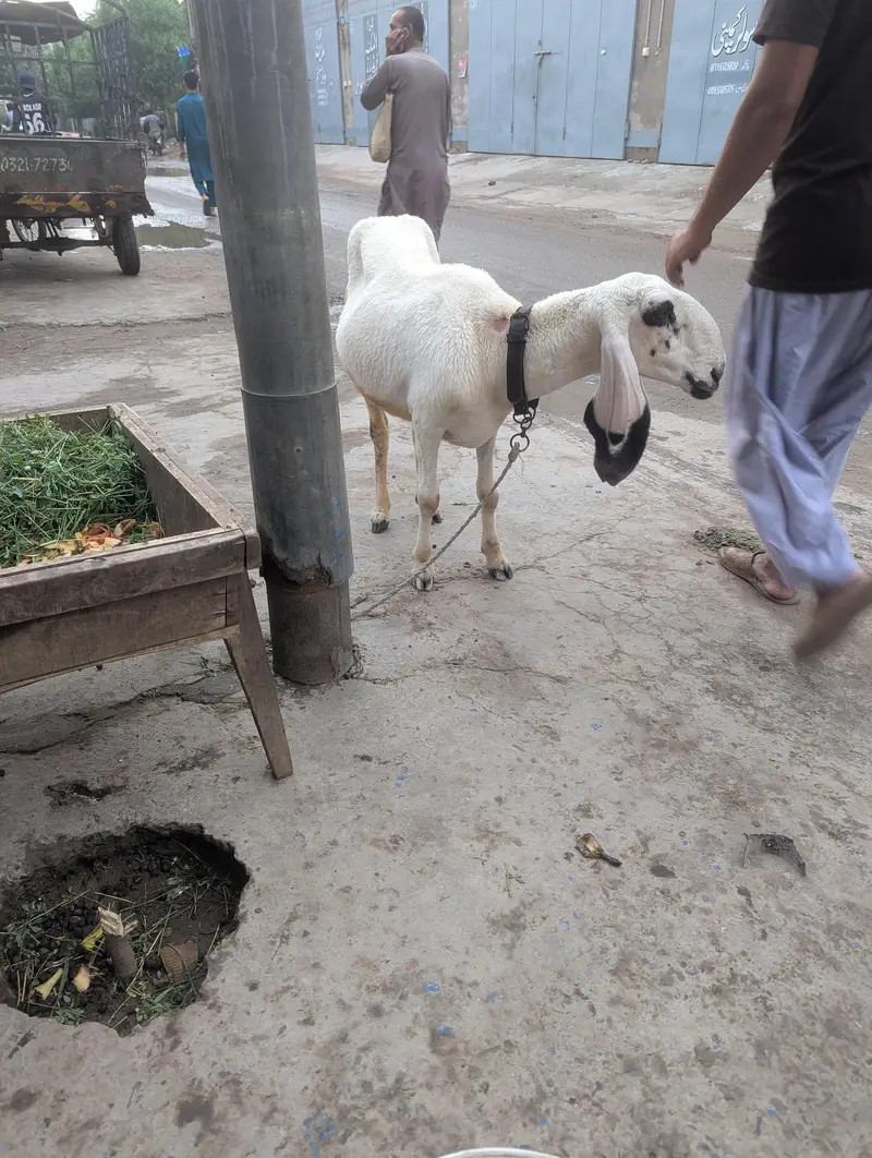 کجھلی بھیڑ ہیں کھیری ہیں اور کراس ہیں 03709864400 — photo 4
