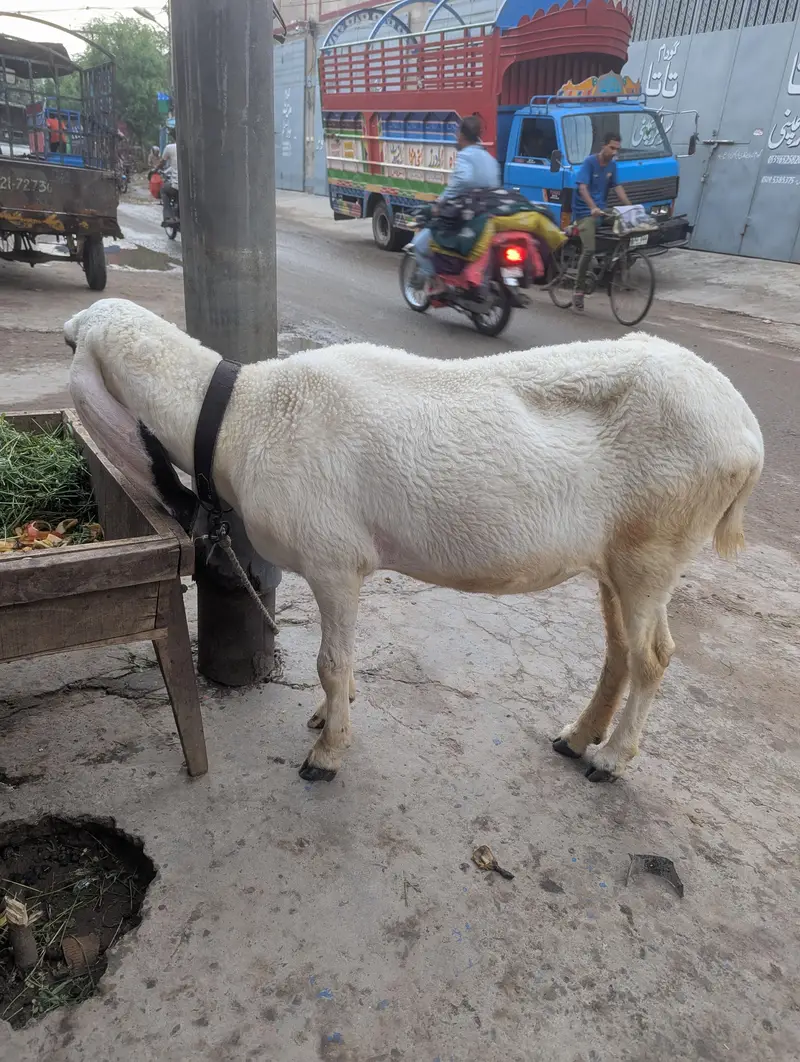 کجھلی بھیڑ ہیں کھیری ہیں اور کراس ہیں 03709864400 — photo 8