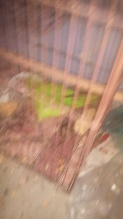 ring neck perrot