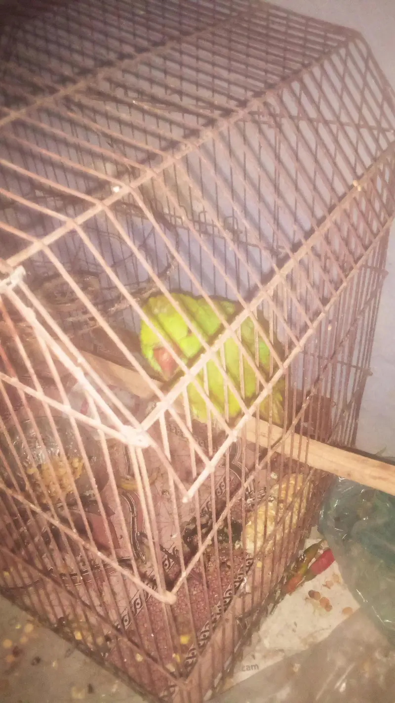 ring neck perrot — photo 2