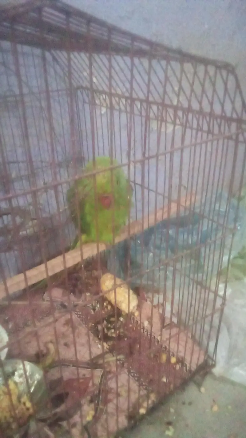 ring neck perrot — photo 3