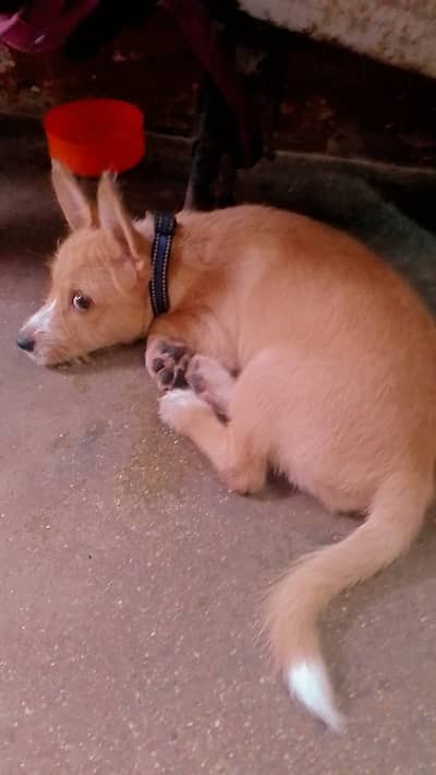 russian dog