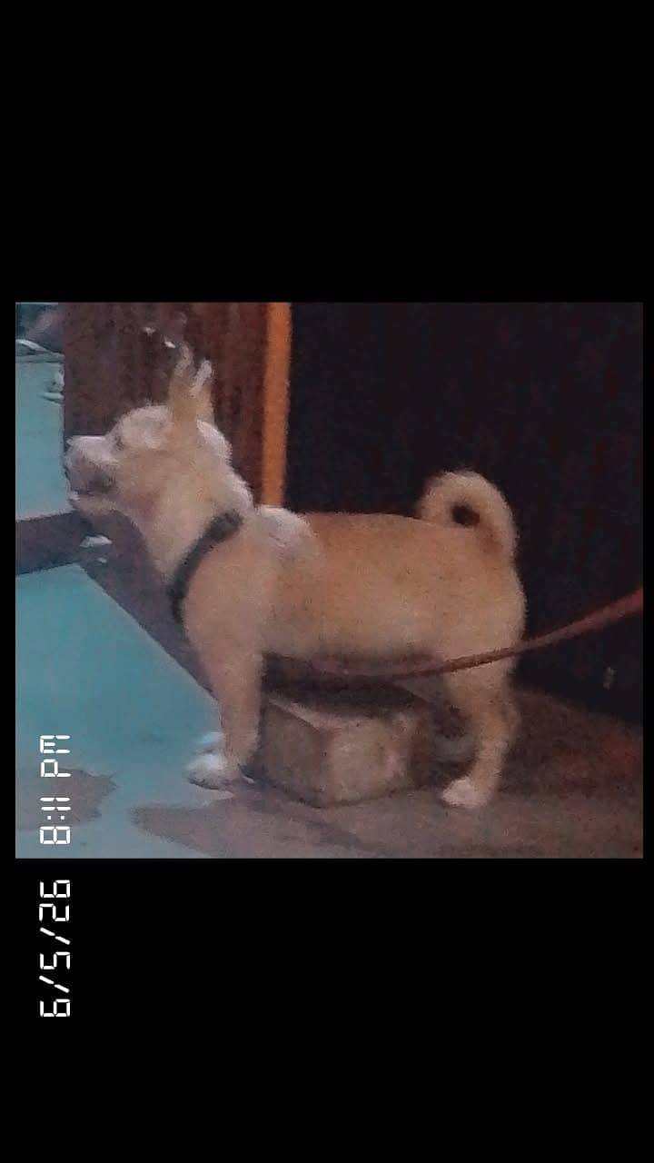 russian dog 1