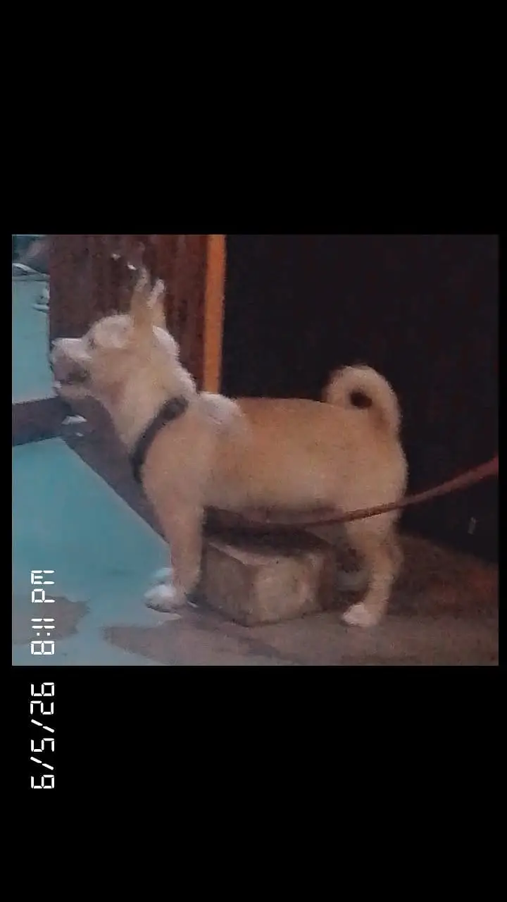 russian dog — photo 2