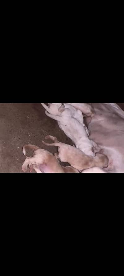 pointer female puppy