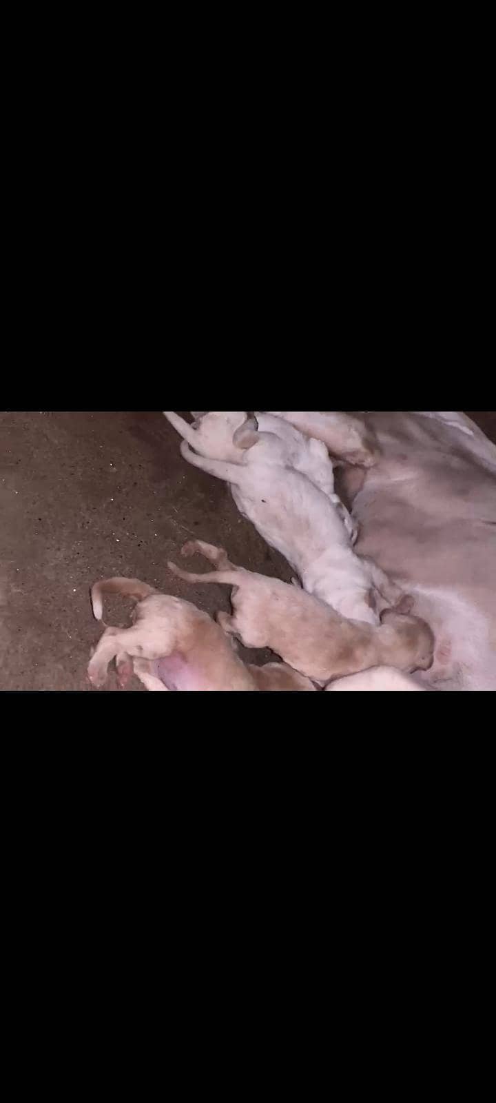 pointer female puppy 0