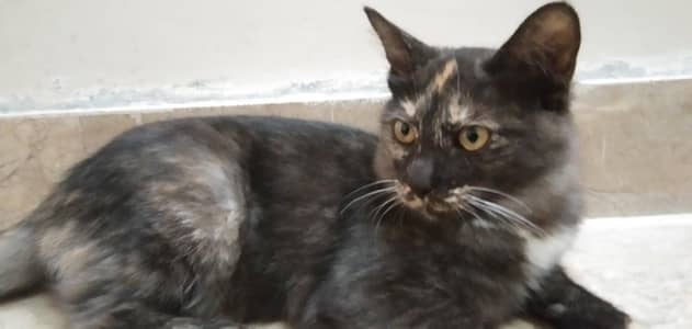 black persian cat for sale