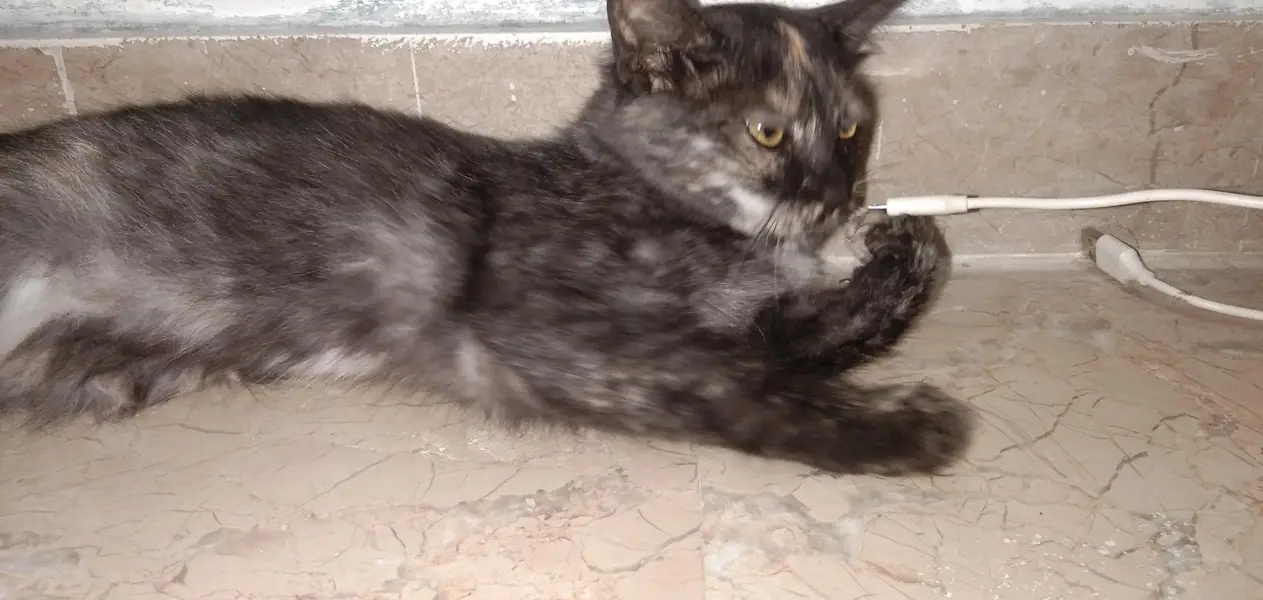 black persian cat for sale — photo 2