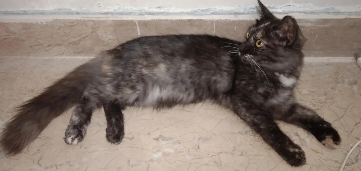 black persian cat for sale — photo 3