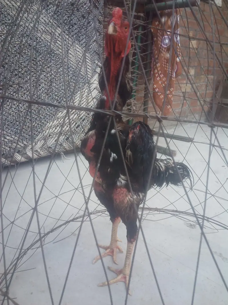 jappinis shamo patha for sell — photo 3