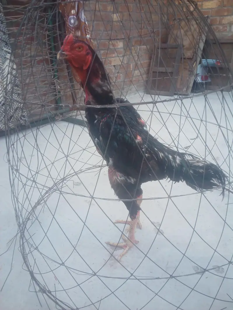 jappinis shamo patha for sell — photo 4