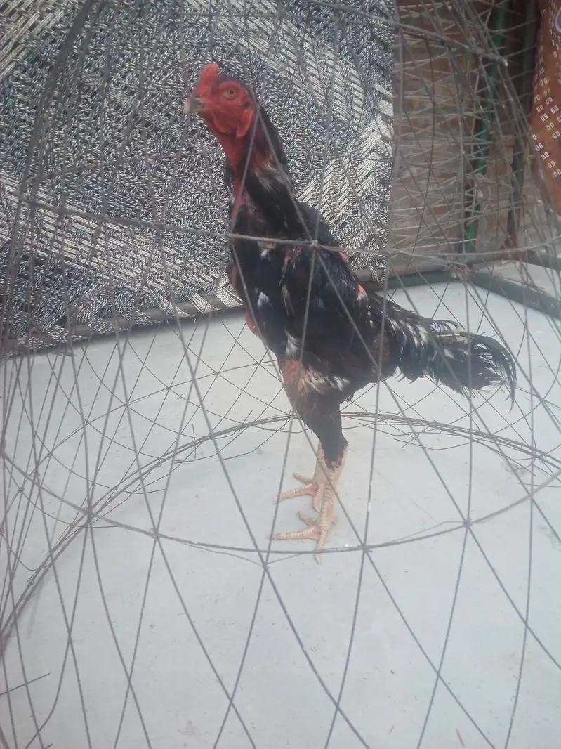 jappinis shamo patha for sell — photo 6