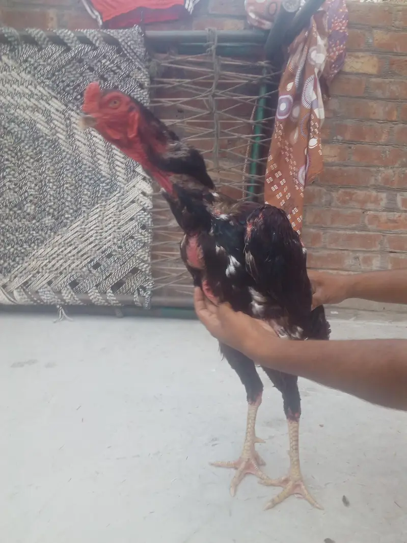 jappinis shamo patha for sell — photo 8