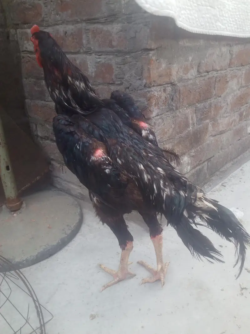 jappinis shamo patha for sell — photo 9