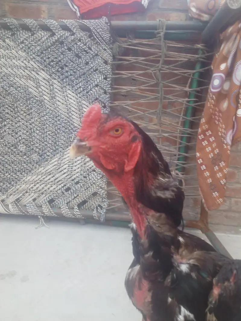 jappinis shamo patha for sell — photo 10