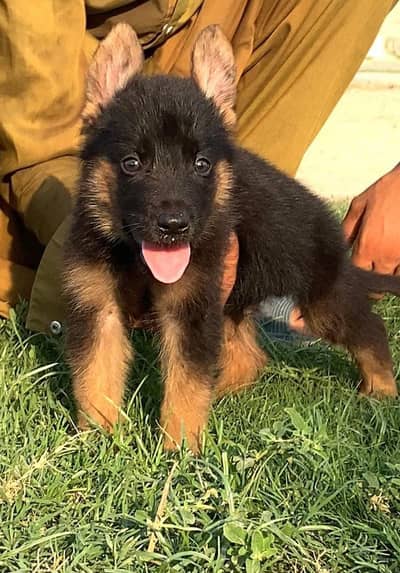 German Shepherd long coat male dog for sale