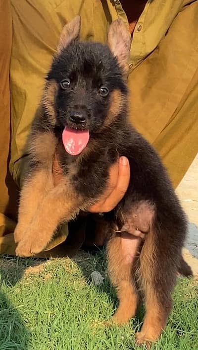 German Shepherd male long coat puppy for sale