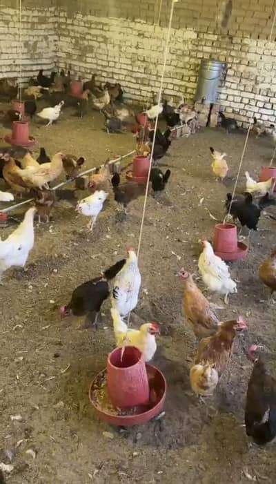 golden misri hens