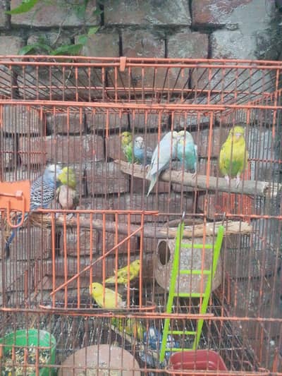 budgie Australian parrot pair and six pattay for sale