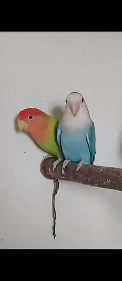 Lovebirds — photo 2