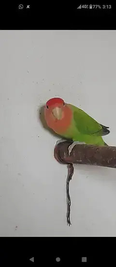Lovebirds — photo 5