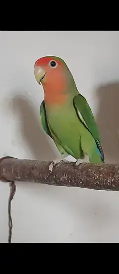Lovebirds — photo 10