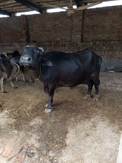 Cows | Buffalo | Bchri | Neli Ravi | Desi Cow | Cows /Buffalo For Sale