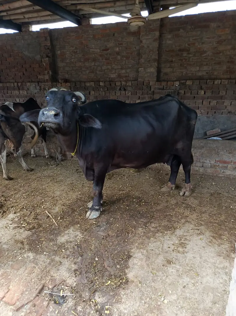 Cows | Buffalo | Bchri | Neli Ravi | Desi Cow | Cows /Buffalo For Sale
