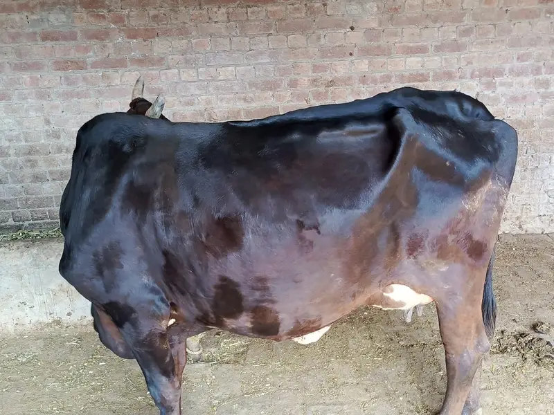 Cows | Buffalo | Bchri | Neli Ravi | Desi Cow | Cows /Buffalo For Sale — photo 2