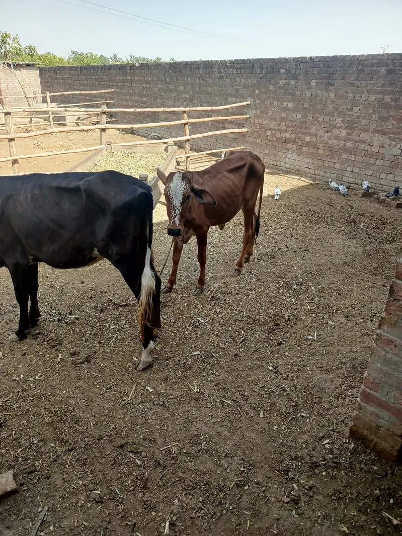 Cows | Buffalo | Bchri | Neli Ravi | Desi Cow | Cows /Buffalo For Sale — photo 3