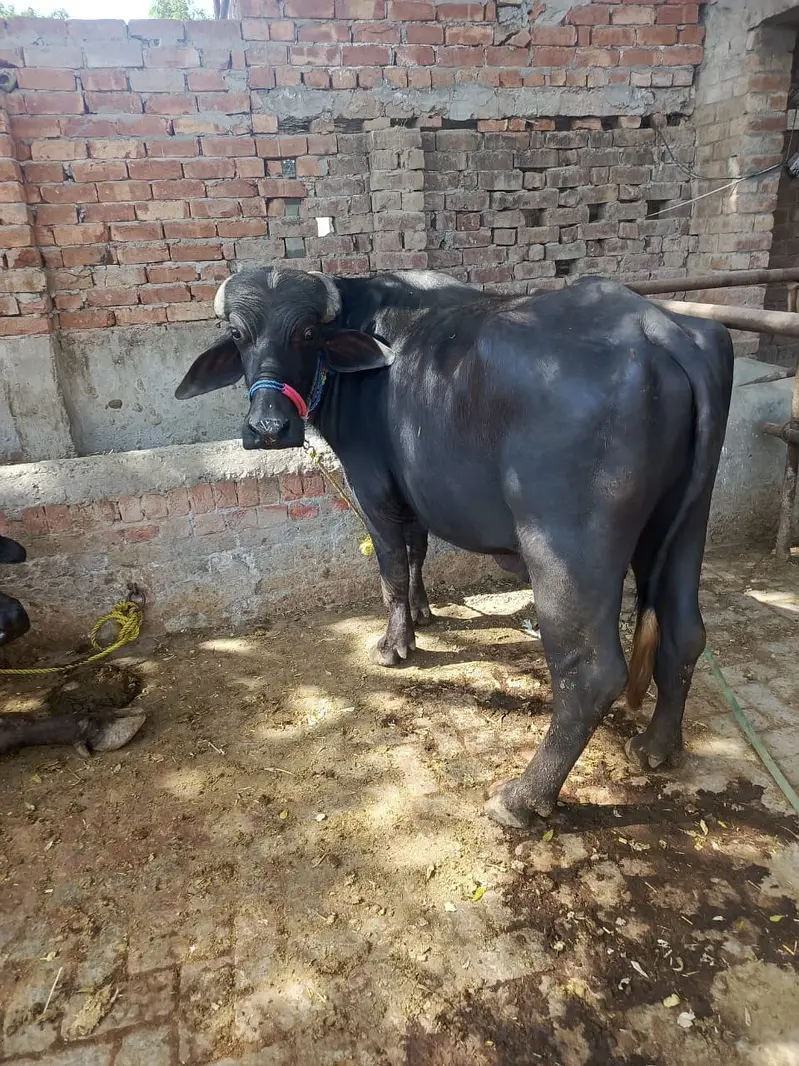 Cows | Buffalo | Bchri | Neli Ravi | Desi Cow | Cows /Buffalo For Sale — photo 4