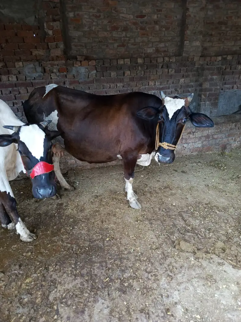 Cows | Buffalo | Bchri | Neli Ravi | Desi Cow | Cows /Buffalo For Sale — photo 5