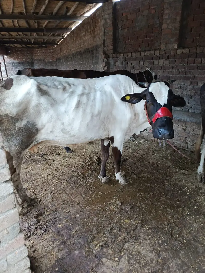 Cows | Buffalo | Bchri | Neli Ravi | Desi Cow | Cows /Buffalo For Sale — photo 6