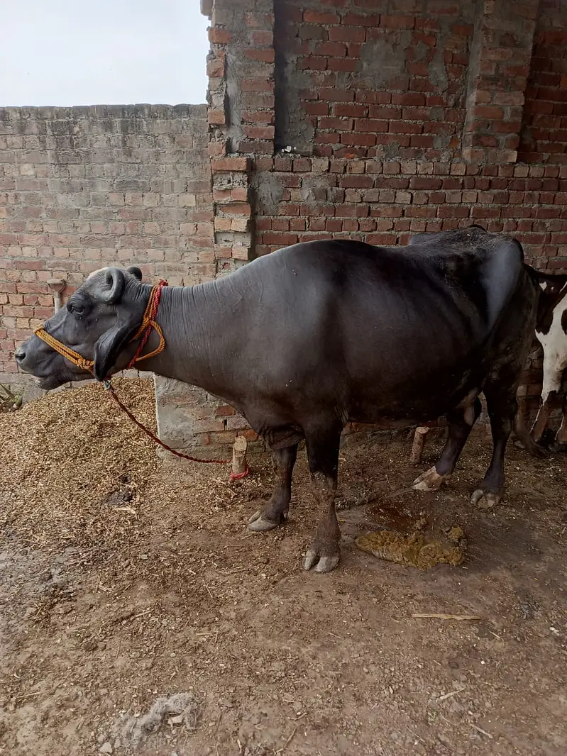 Cows | Buffalo | Bchri | Neli Ravi | Desi Cow | Cows /Buffalo For Sale — photo 7