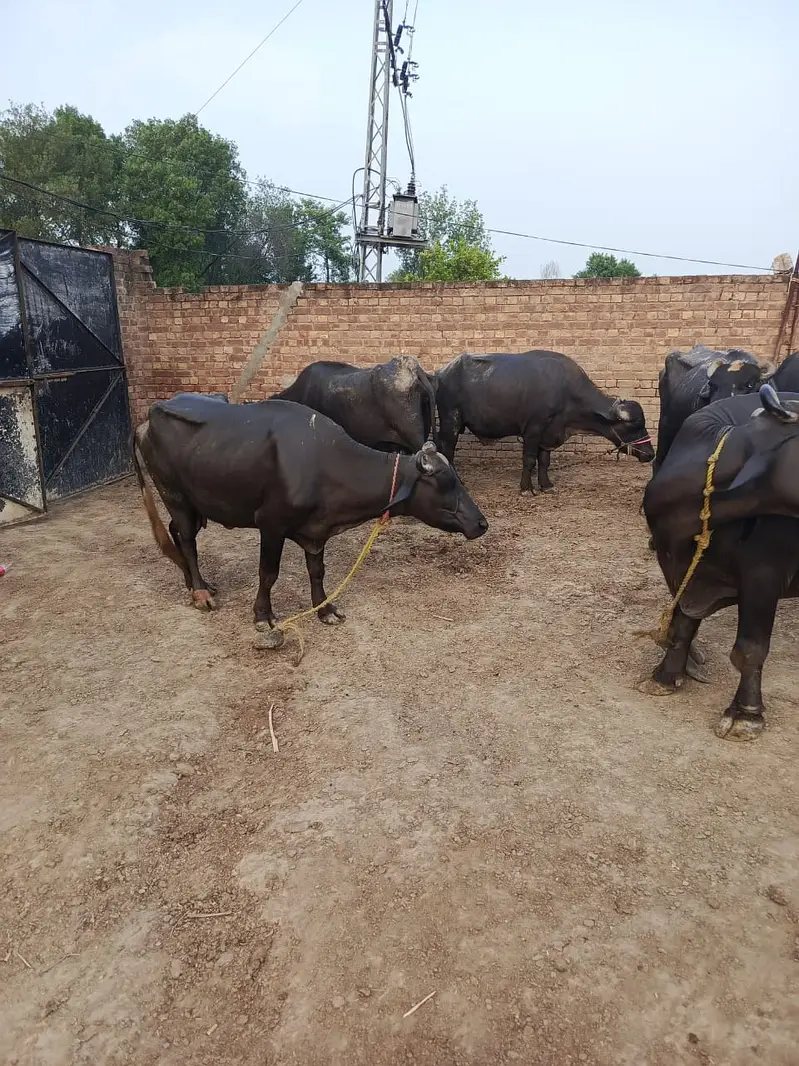 Cows | Buffalo | Bchri | Neli Ravi | Desi Cow | Cows /Buffalo For Sale — photo 8
