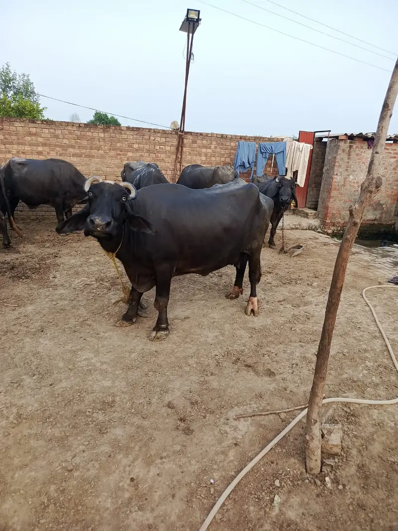 Cows | Buffalo | Bchri | Neli Ravi | Desi Cow | Cows /Buffalo For Sale — photo 9
