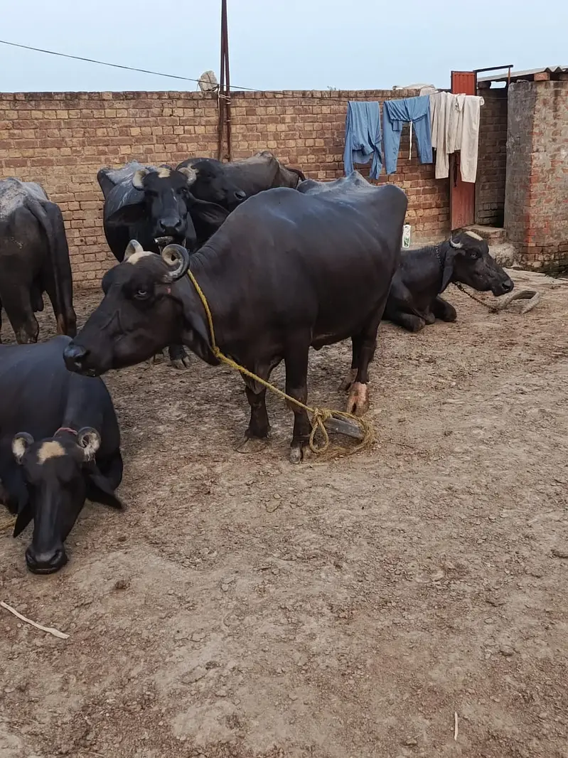 Cows | Buffalo | Bchri | Neli Ravi | Desi Cow | Cows /Buffalo For Sale — photo 10