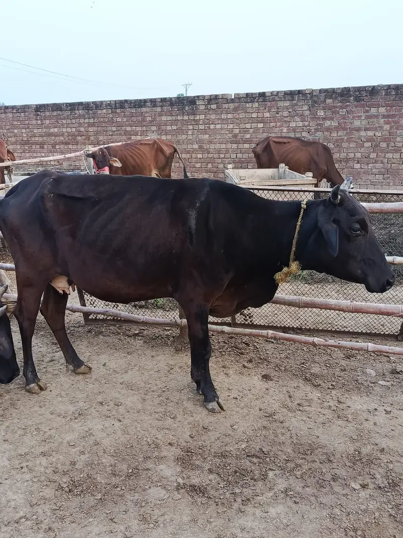 Cows | Buffalo | Bchri | Neli Ravi | Desi Cow | Cows /Buffalo For Sale — photo 11