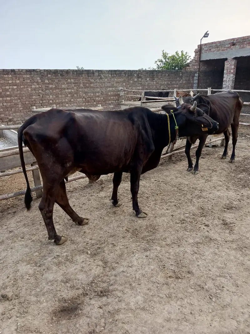 Cows | Buffalo | Bchri | Neli Ravi | Desi Cow | Cows /Buffalo For Sale — photo 12