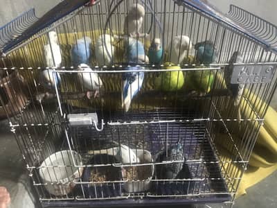 8 pairs of Colorful budgie parrots with FREE Cage