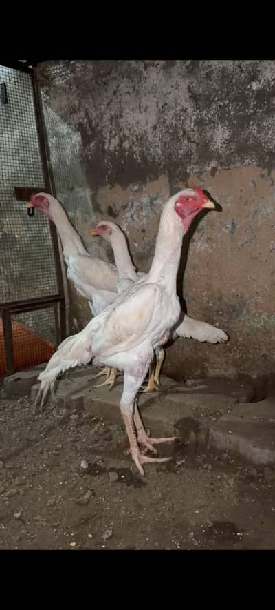 German shamoo for sale 50000