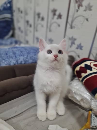 Persian Kittens White