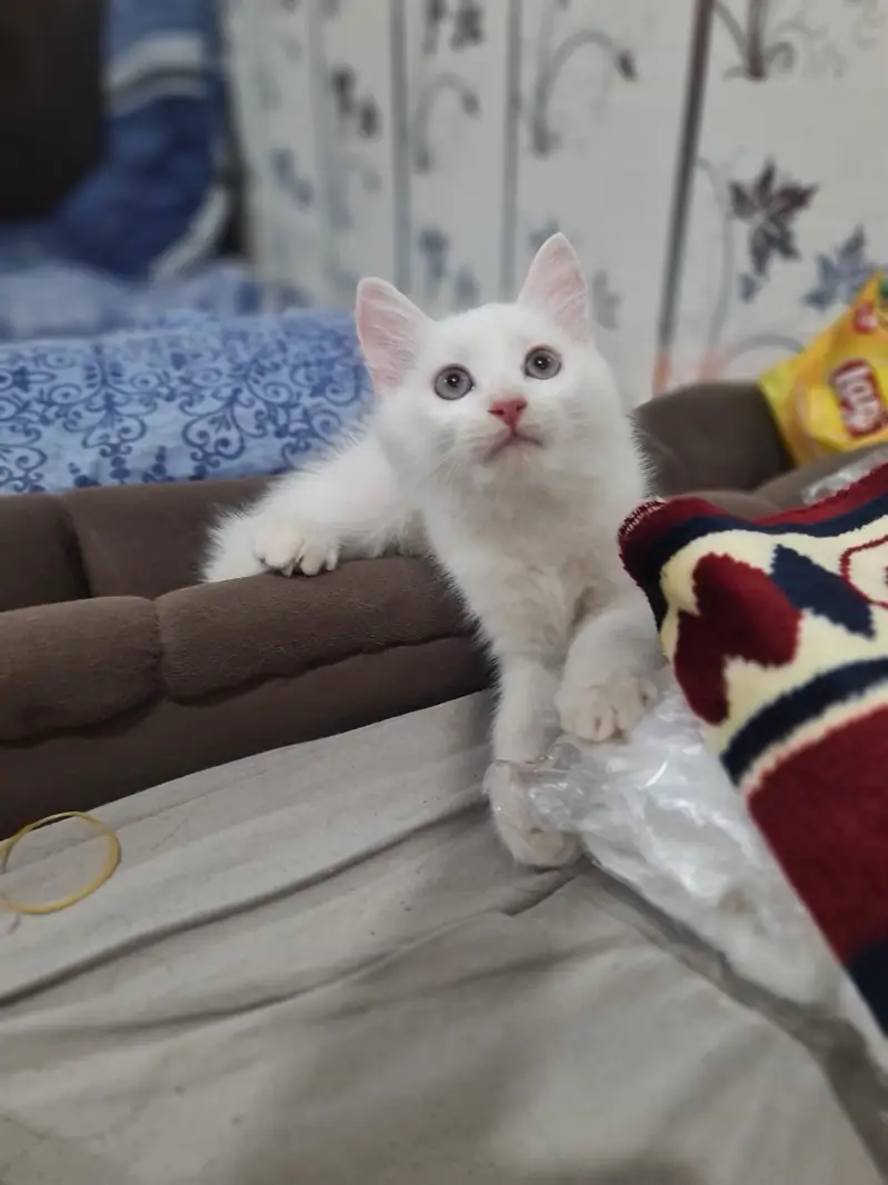 Persian Kittens White — photo 2