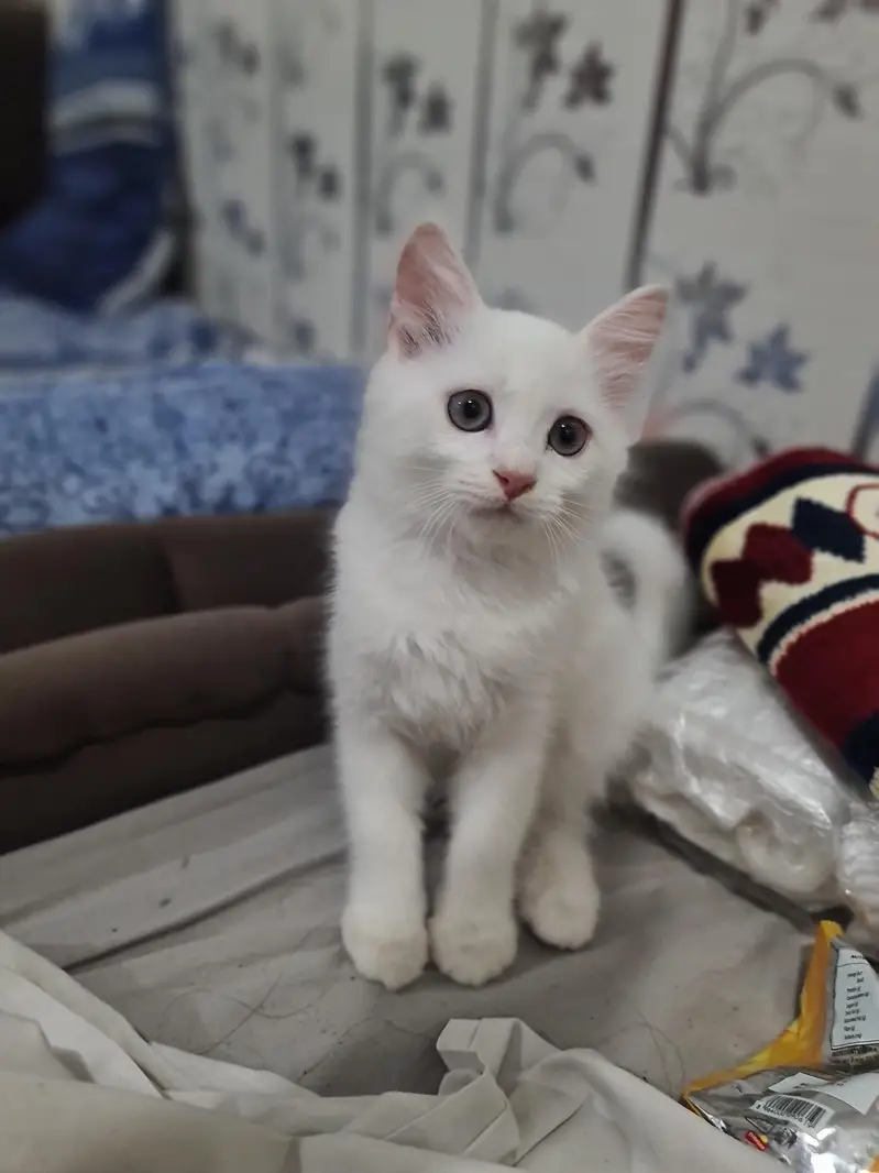 Persian Kittens White — photo 3