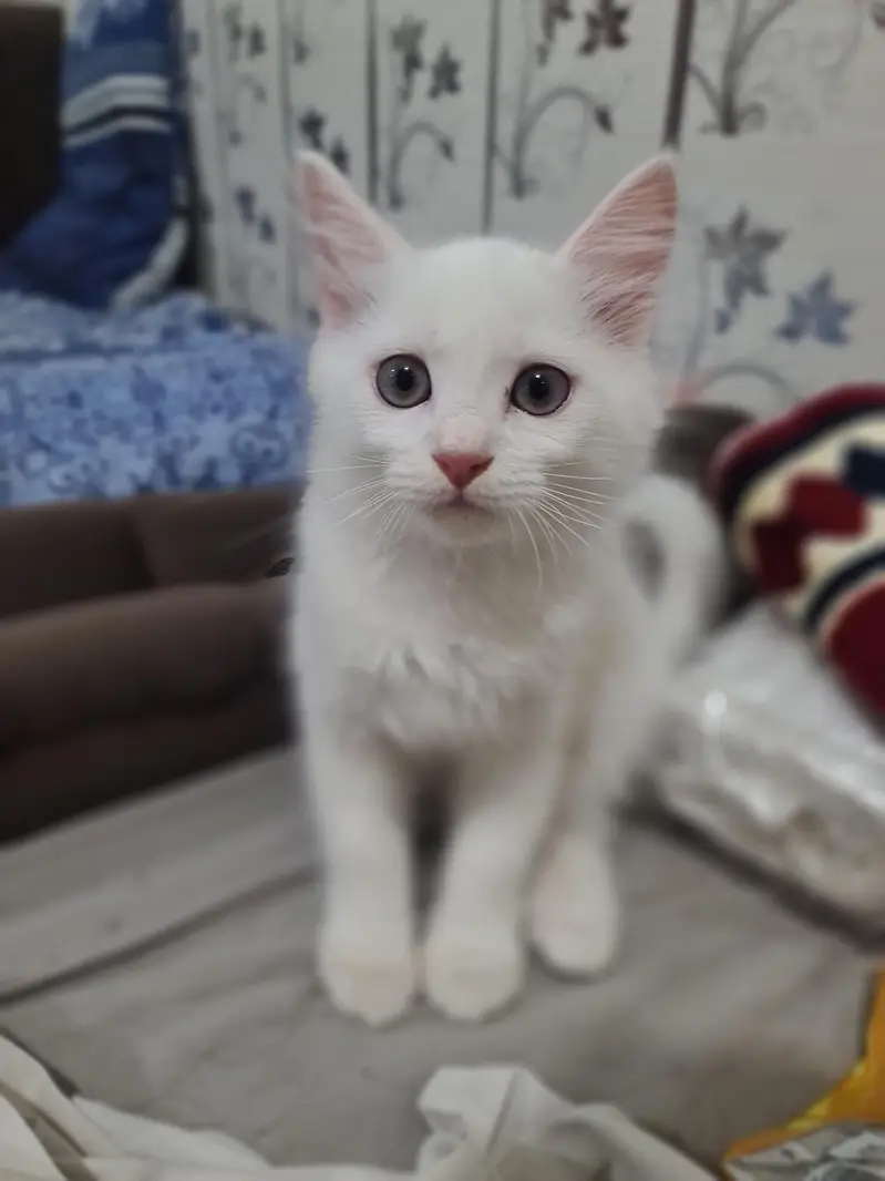 Persian Kittens White — photo 4