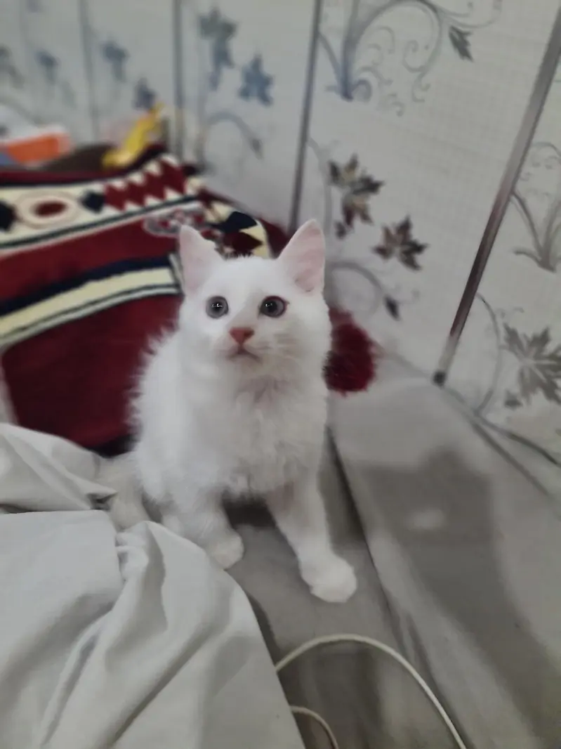Persian Kittens White — photo 5
