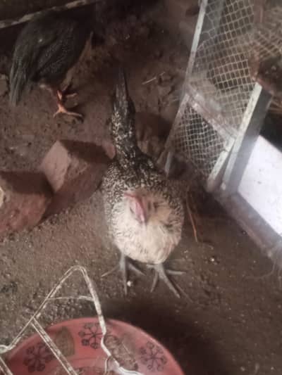 6 desi murghiyan 2 mughe total 8