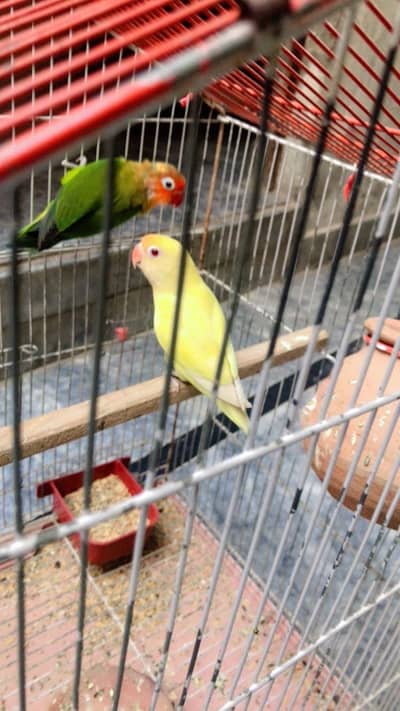 Breading Pair For Sale